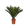 Cycas Revoluta - Japán cikász - 12+ levelű