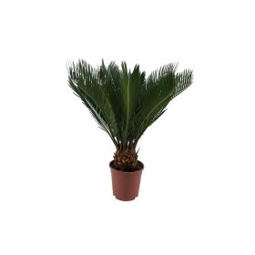 Cycas Revoluta - Japán cikász