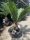 Cycas Revoluta - Japán cikász