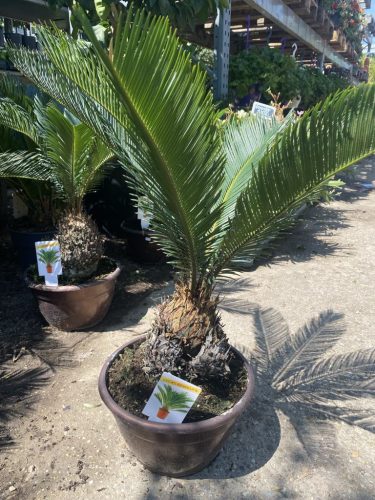 Cycas Revoluta - Japán cikász