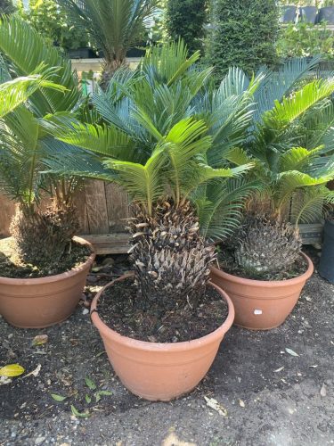 Cycas Revoluta - Japán cikász