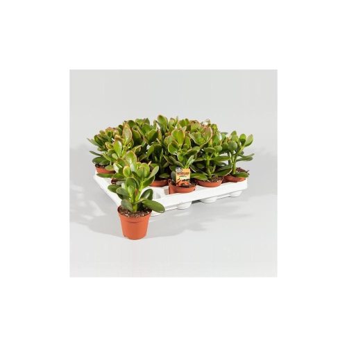 Crassula "Hummel's Sunset" - Pozsga