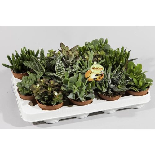 Crassula Succulenten  - Pozsga