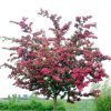 Crataegus laevigata 'Paul's Scarlet' - Díszgalagonya törzses