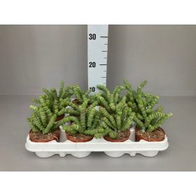   Crassula Marnieriana "Hottentot"- "Jáde nyaklánc" Pozsga