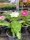 Catharanthus roseus - Vinka (fehér álló)
