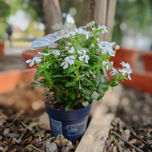 Catharanthus roseus - Vinka (fehér álló)