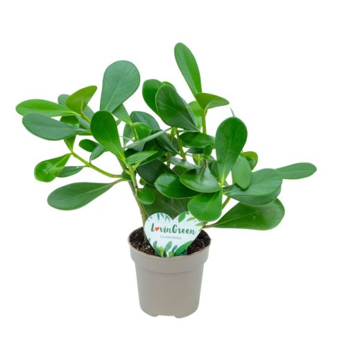 Clusia rosea 'Green magic' - Fafojtó ördögfüge