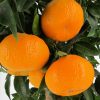Citrus reticulata 'Mandarino' - Mandarin (TERMÉS NELKÜLI) fóliakonténerben