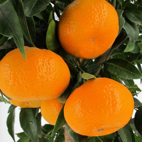 Citrus reticulata 'Mandarino' - Mandarin (TERMÉS NELKÜLI) fóliakonténerben