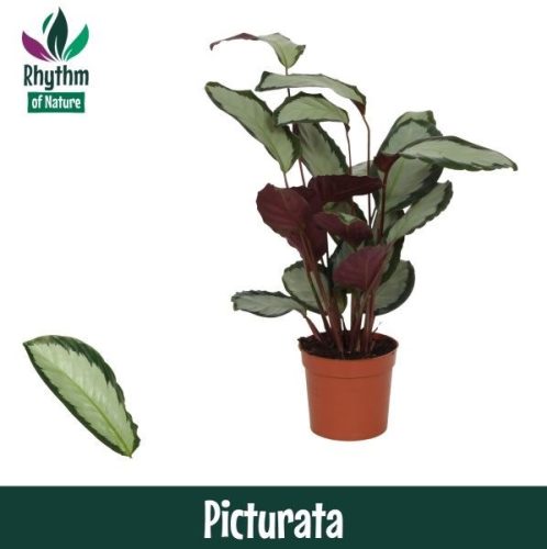 Calathea 'Rhythm of Nature Picturata' - Zebralevél