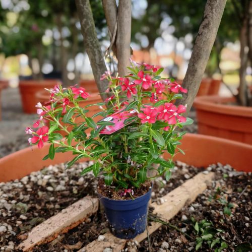 Catharanthus roseus - Vinka (pink álló)