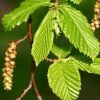 Carpinus betulus 'Fastigiata' - Oszlopos gyertyán