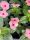 Catharanthus roseus - Vinka (rózsaszín álló)