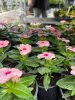 Catharanthus roseus - Vinka (rózsaszín álló)