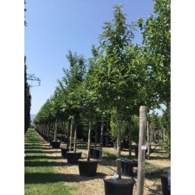   Castanea sativa x mollissima 'Bouchle de Betizac' - Szelídgesztenye