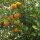 Citrus Sinensis 