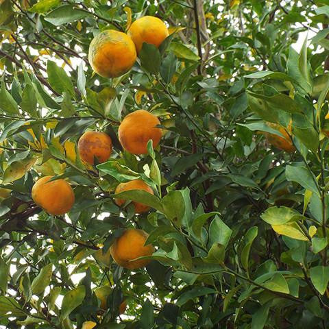 Citrus Sinensis 