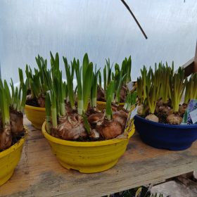 Virághagymák tálban 