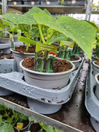Cucumis sativus 'Kínai kígyó' - Uborka