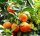 Citrus Sinensis 'Lane Late' - Narancs (TERMÉS NELKÜLI) fóliakonténerben