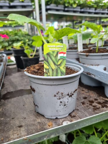 Cucumis sativus 'Mohikán F1' - Uborka