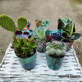 Cactus and Succulent - Kaktusz és pozsgás mix