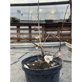   Chaenomeles speciosa 'Nivalis' – Fehér virágú japánbirs