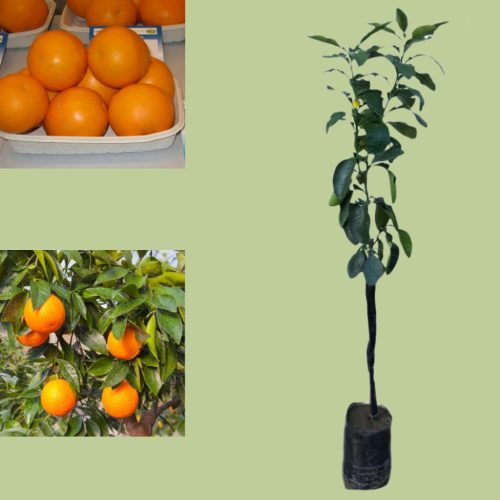 Citrus Sinensis 'Sant Alfio' - Narancs (TERMÉS NELKÜLI) fóliakonténerben