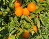 Citrus Sinensis 'Tarocco Meli' - Narancs (TERMÉS NELKÜLI) fóliakonténerben