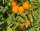 Citrus Sinensis 'Tarocco Meli' - Narancs (TERMÉS NELKÜLI) fóliakonténerben