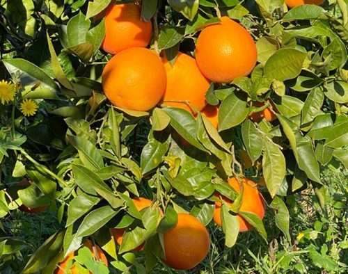 Citrus Sinensis 'Tarocco Meli' - Narancs (TERMÉS NELKÜLI) fóliakonténerben