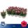 Carnation Super Trouper Oscar Purple - Szegfű (lila)