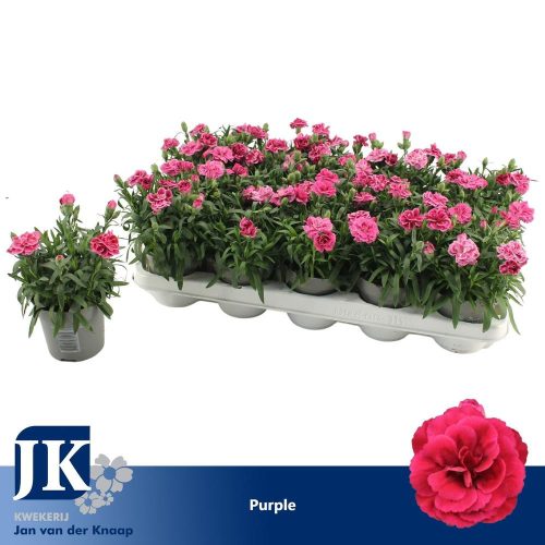 Carnation Super Trouper Oscar Purple - Szegfű (lila)