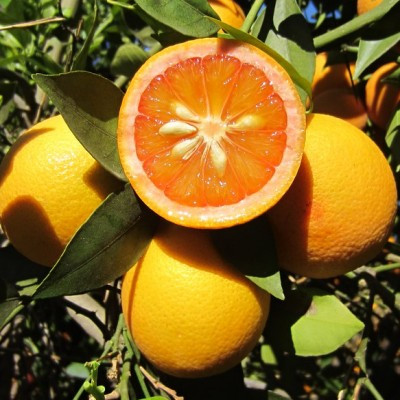 Citrus Sinensis 'Vaniglia' - Narancs (TERMÉS NELKÜLI) fóliakonténerben