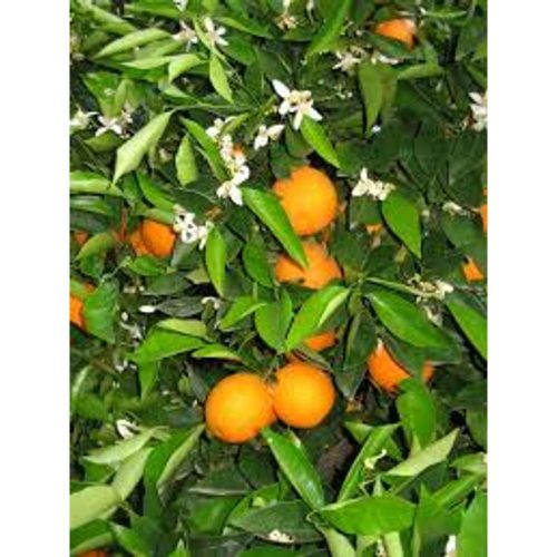 Citrus Sinensis 'Arancio Washington' - Narancs (TERMÉS NELKÜLI) fóliakonténerben