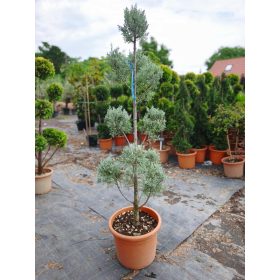 Cupressus arizonica - Arizonai Ciprus pompon