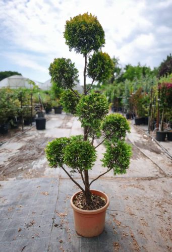 Cupressus arizonica - Arizonai Ciprus