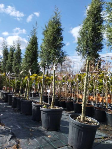 Cupressus arizonica - Arizonai Ciprus
