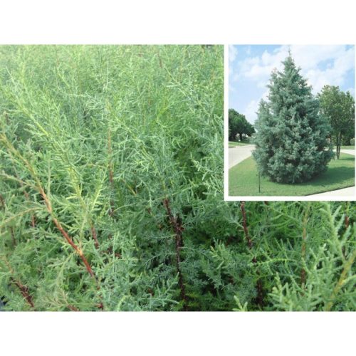 Cupressus arizonica - Arizonai Ciprus