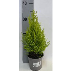 Cupressus 'Goldcrest' Wilma - Szoba ciprus