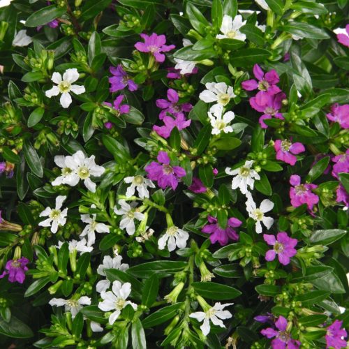 Cuphea hyssopifolia Duo - Japánmirtusz Kuffea 