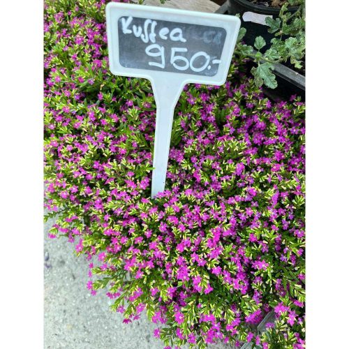Cuphea hyssopifolia - Japán mirtusz (cuppánka) - Kuffea