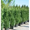 Cupressocyparis leylandii - Leylandii ciprus
