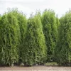 Cupressocyparis leylandii - Leylandii ciprus