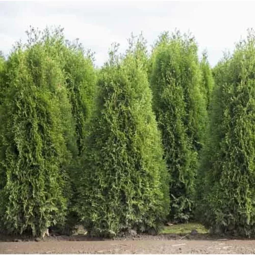 Cupressocyparis leylandii - Leylandii ciprus