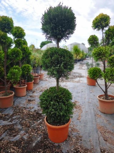 Cupressocyparis leylandii - Leylandi Ciprus