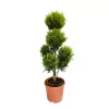 Cupressocyparis leylandii 'Castlewellan Gold' pompon - Leylandi Ciprus 