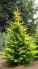 Cupressocyparis leylandii 'Castlewellan Gold' - Leylandi Ciprus