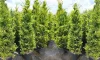 Cupressocyparis leylandii 'Castlewellan Gold' - Leylandi Ciprus 